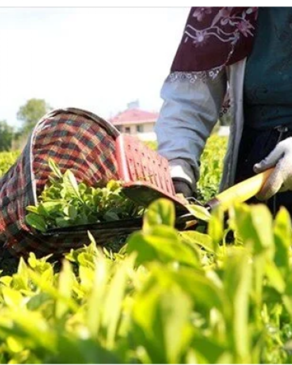 Tuzlu çay tartışmasına Rizeliler müdahale etti